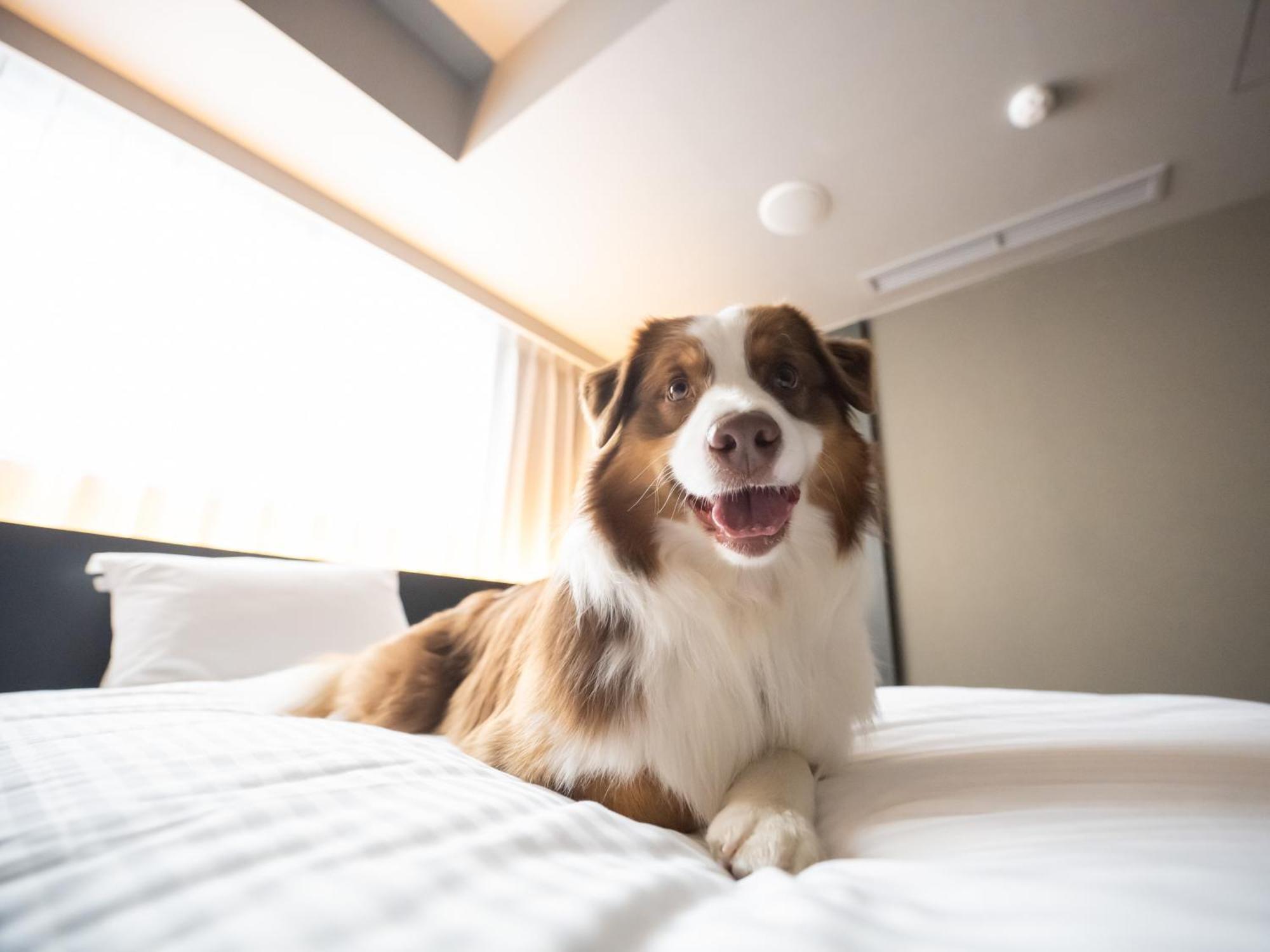 Hotel Anddoggy Kyoto Nijo Exteriér fotografie